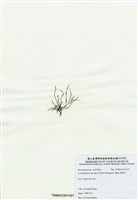 藏品(穗狀魚棲苔)的圖片